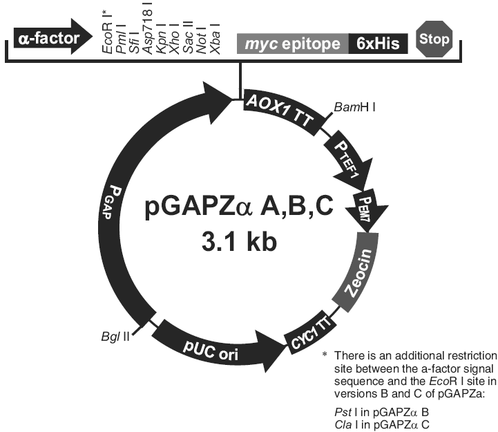 pGAPZalpha A载体图谱